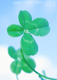 4leaf Clover Photo#14-17Not AI