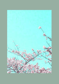 CHERRY BLOSSOMS & BLUE SKY-DUSTY GREEN