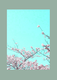 CHERRY BLOSSOMS & BLUE SKY/DUSTY GREEN