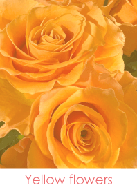 Yellow flowers-hisatoto 35