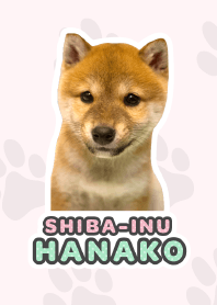 Shiba Inu Hanako [PhotoTheme*a35*]