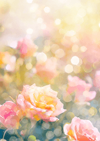 Beautiful rose flower(R1990)