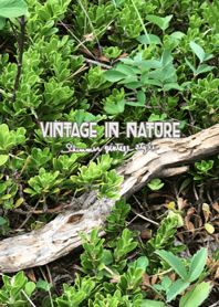 Vintage in Nature
