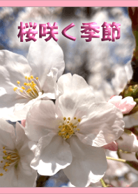桜咲く季節(ピンク)【着せかえ】