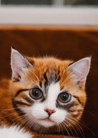 Nyanko Great Runaway#bbjam1927.