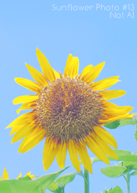 Sunflower Photo #13-3 NotAI