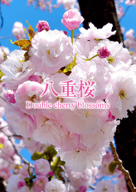 Double cherry blossoms