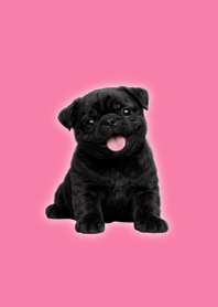 Tema Pug Hitam Boneka Pink 01