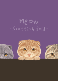 Meow - Scottish fold - ANCIENT PURPLE