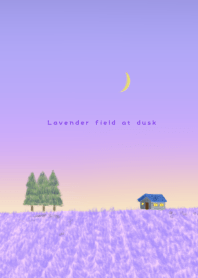 Lavender field at dusk in early SUMMER