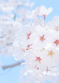Sakura Photo 19 Not AI