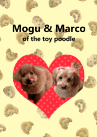 Mogu & Marco of toy poodle(Real)