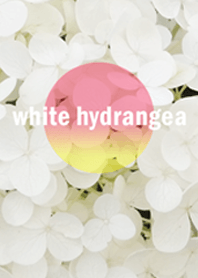 beautiful hydrangea(pink)