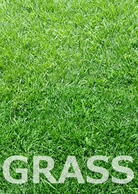 GRASS-芝