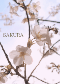 -- Cherry Blossoms -- 2020 - 7 -