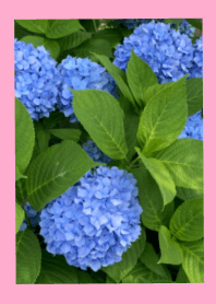 Flower Blue JUNE