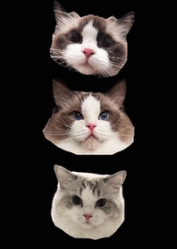 Ragdoll Lesedi, Pupu and Emerald 1