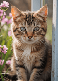 Cats run wild #HNUbG023.