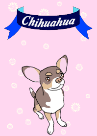 KURI, cute CHIHUAHUA