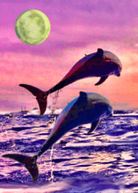 lucky dolphins