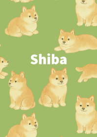 Chubby Shiba Inu on moss green
