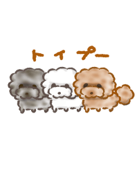 トイプードル アフロ