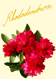 Rhododendron