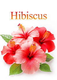 "Hibiscus vol.5" theme