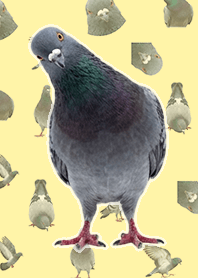 Pigeon (Realistic, Yellow)
