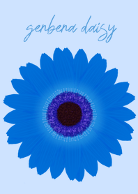 gerbera daisy(brown&blue)