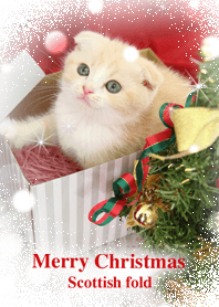 クリスマス・スコテッシュフォールド