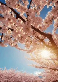 Fashionable cherry blossom scenery