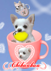 チワワ❤みんなの笑顔\(^o^)/♪青空飛ぶよ～
