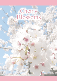 Cherry Blossoms7(simple)