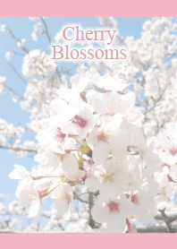 桜7(シンプル)