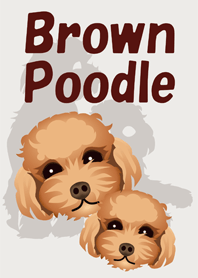 Brown Poodle
