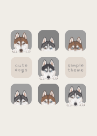 DOGS - Siberian husky - ASH  GRAY