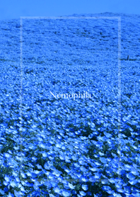 空の青とネモフィラの丘