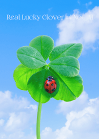 Real Lucky Clover #4-9NotAI