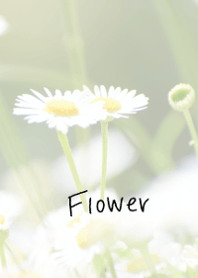White flower theme ver.Japan