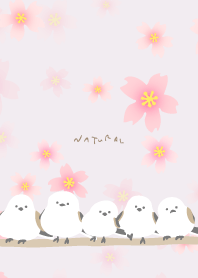 Long-tailed Tit cherry blossoms bloom15J