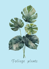 우아한 관엽 식물(아쿠아 블루)