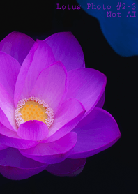 Lotus Photo #2-3Not AI