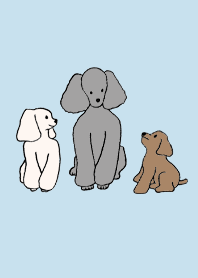 狗 貴賓犬_淡藍色