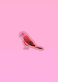Simple lucky parakeet 8