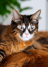 Nyanko Great Runaway#mngap510.