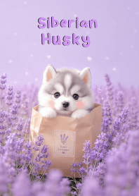 Kawaii Siberian Husky In Lavender