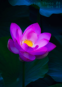 Lotus Photo #8-16 NotAI