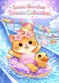 Exotic Shorthair Dream Collection