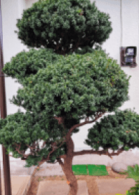 Japanese pine tree